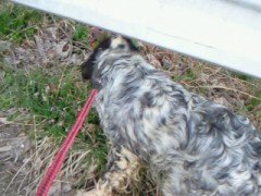 ぼくの名前はミミです。