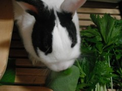 うさぎが．．．