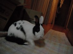 脱走してるぞ．．．