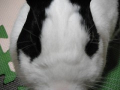 日豪戦におもう．．．