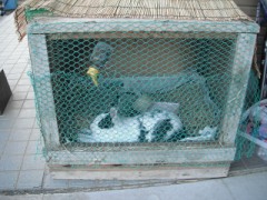 鍋キューブのキムチ味は辛くなるから気をつけろ．．．