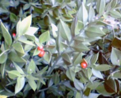 12月６日（水）