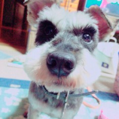 【お題日記】犬・猫以外で飼ってみたい動物