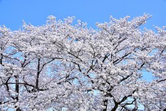 【お題日記】まだ間に合うお花見スポット