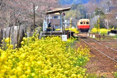 春を楽しみたい！