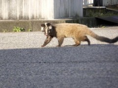 【お題日記】街中でこんな動物に遭遇した