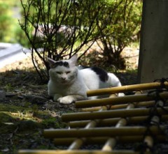 【お題日記】道端の猫に話しかける？