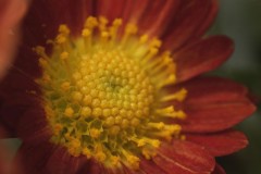 たまには、お外でマクロ撮影