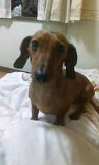 ウチのわんこたん♪