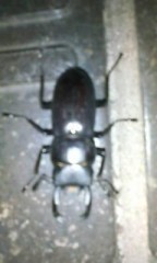 コクワ発見( ≧ω≦)ｂ