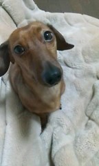 ウチのわんこたん♪