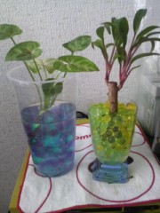 観葉植物(*^-')b