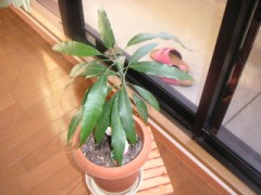 マンゴーちゃん