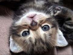 【お題日記】花見で連想するエロい事