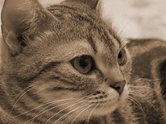 【お題日記】携帯やスマホでできるエッチな事