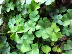 こんにわぁーんヾ(✿✪ฺ ω✪ฺ)ﾉ