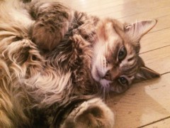 傷だらけの天使