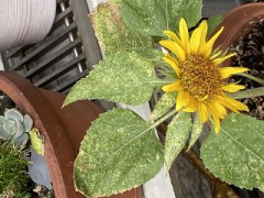 わが家のひまわり