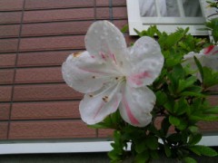 今年も咲きました