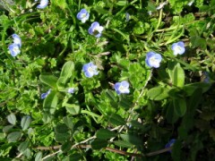 おおいぬのふぐり