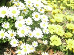 伯方S・Cパーク