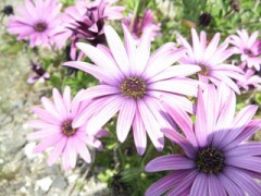 伯方・大島大橋