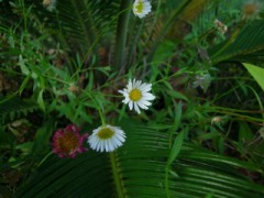 今年も咲いてます。