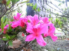 せっかくさいているので、