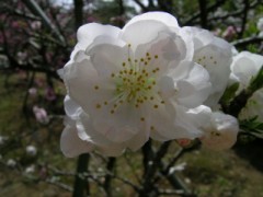 ごこくじんじゃ