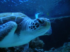 ちゅら海水族館