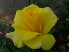 どうぞご覧ください