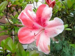 今年もさきました