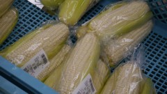 生食してみました