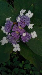 あじさいみたいですが