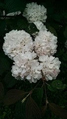 よくみかけますが