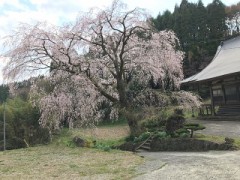 枝垂れ桜