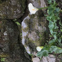 観光に行かなくても見れました