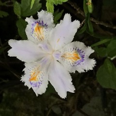 小さい菖蒲