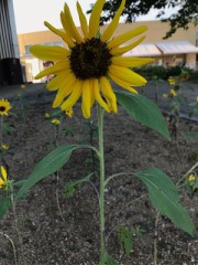 塩害を耐えたヒマワリです