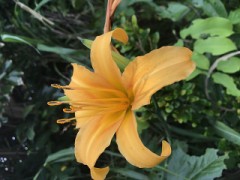 【お題日記】デートはどこへ行きたい？