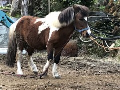 【お題日記】調教したこと、されたことある？