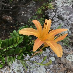 雨で帰省を諦めます