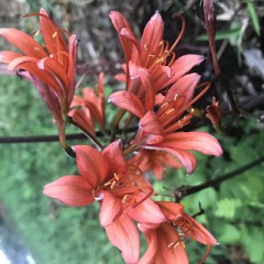 見頃を過ぎても