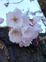 弘前城 桜まつり