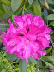 「花木の王様」