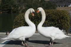 とらえて離さない～♪