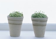 実は近づきたいのに･･