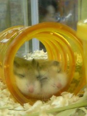 （やや）復活。