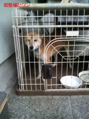 チョコが逃げた