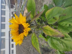 今日見つけた冬の楽しみ